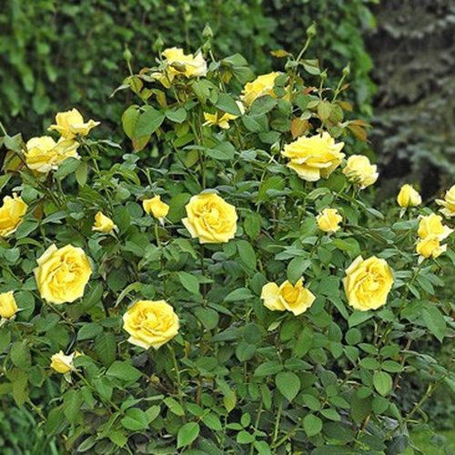 Żółty  - Róże pienne - z kwiatami hybrydowo herbacianymi - korona równomiernie ukształtowana